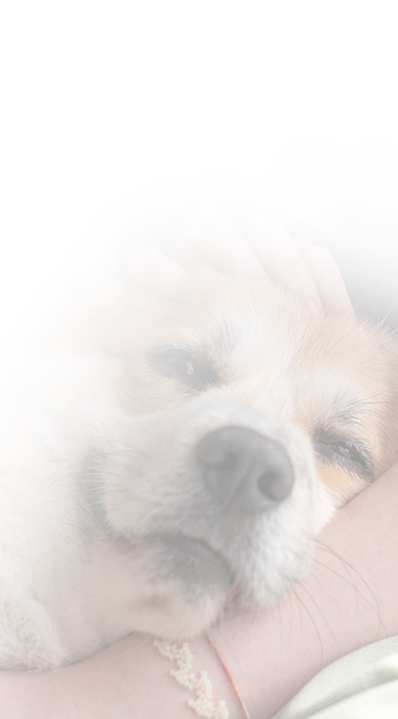 펫 공간